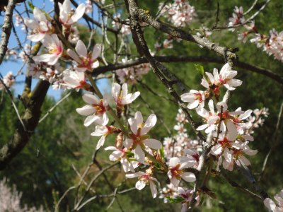 almond blossom