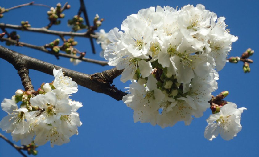cherry blossom