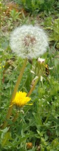 dandelion flower and clock