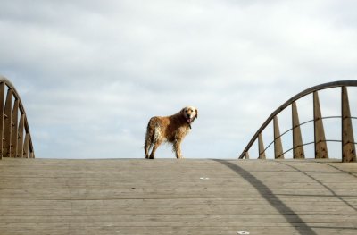 dog on bridge 