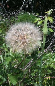 giant dandelion globe giant dandelion globe