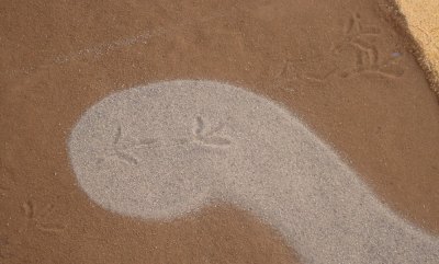 Close up of salt 'alfombrilla' with pigeon foot prints