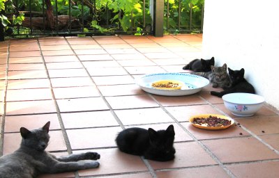 Cat family lounging on sunny verandah