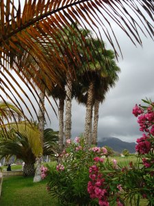 palm trees, Costa de Adeje, Tenerife
