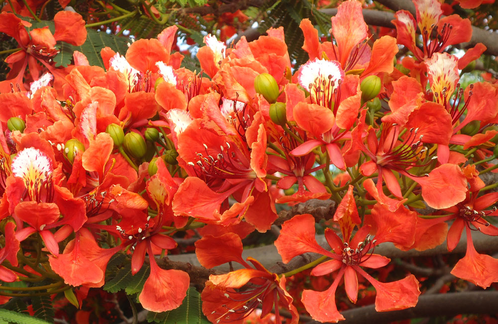 Flowers of Royal Poinciana