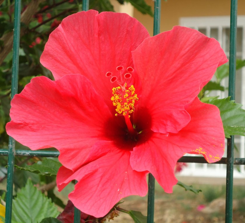 red hibiscus flower