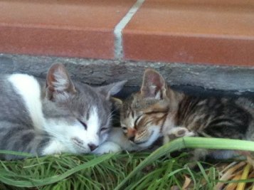 cats sleeping