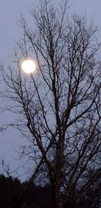 full moon behind tree (winter)