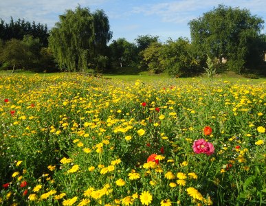 english wildflowers
