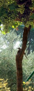 European Jay on grape-laden vine
