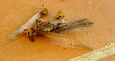 wasps scavenging at a cricket corpse