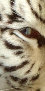 white tiger blue eye (close up)