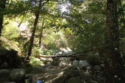 Sunlight filterd through trees by a stream