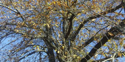 Chestnut tree in autumn   