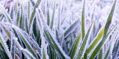 frosted grass close up