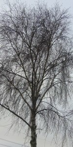 leafless tree