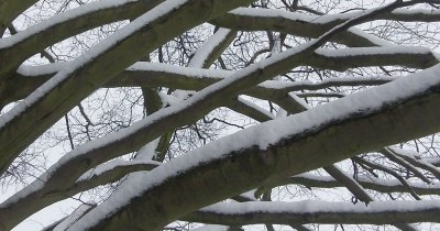  snow on bare tree branches