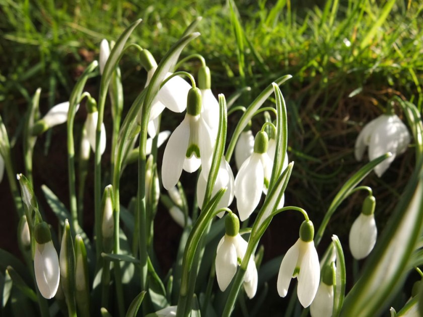 snow drops