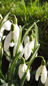 snowdrops