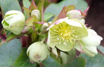 Hellebore Niger Christmas Rose