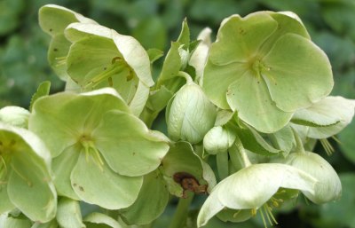 Green-flowered hellebore