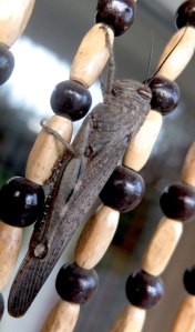 locust on bead curtain
