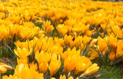 yellow crocuses