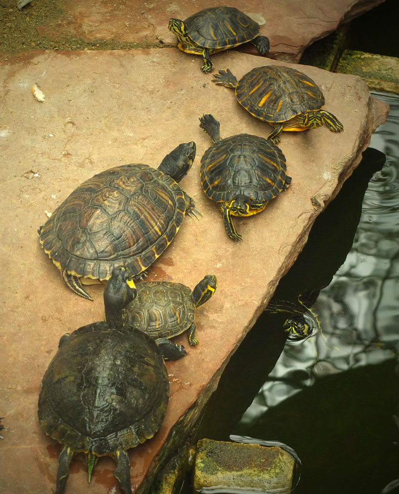 Terrapins, Atocha Station, Madrid, Spain