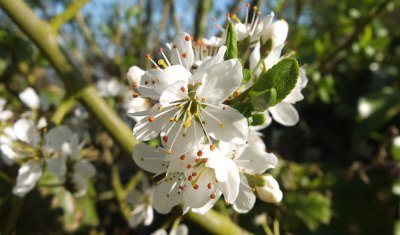 blackthorn blossom