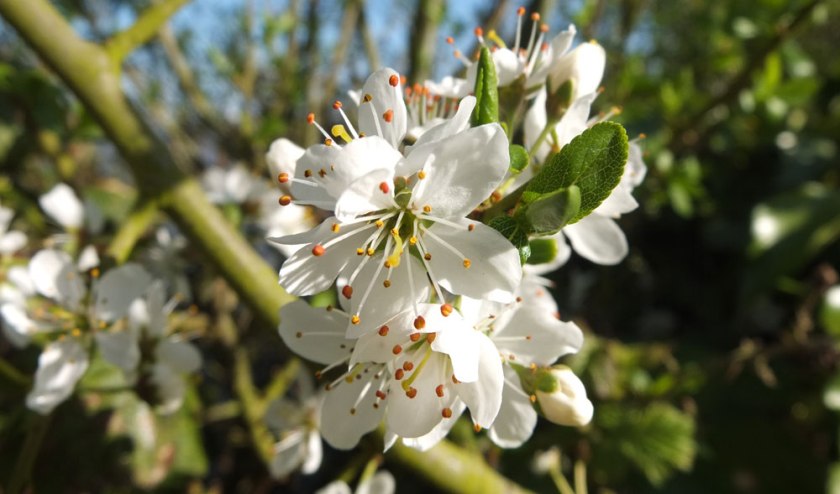 blackthorn blossom