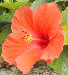 orange hibiscus flower close up