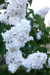 white lilac