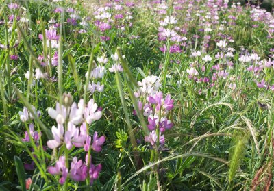 wild lupins