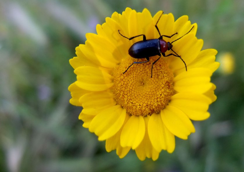 yellow wild flower and bug