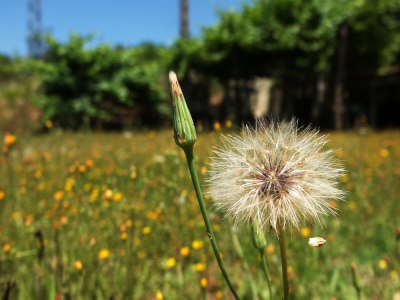 dandelion-type seed head