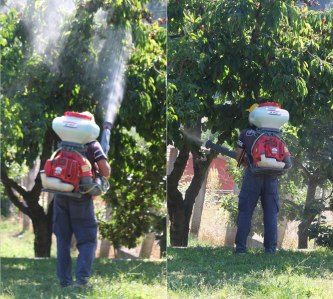  fumigating fruit trees