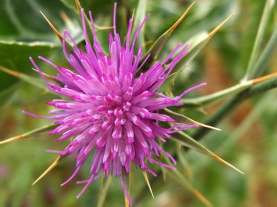 cardo : thistle
