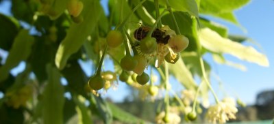 bee on linden flowers