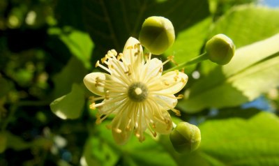 linden flower