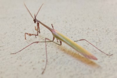mantis. probably Empusa pennata
