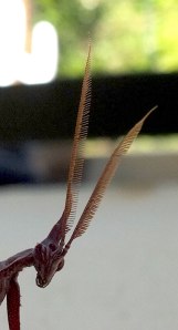 mantis close-up of head and antennae. Probably Empusa pennata adult male