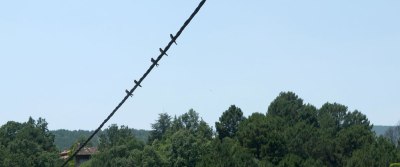 swallows on a telephone wire