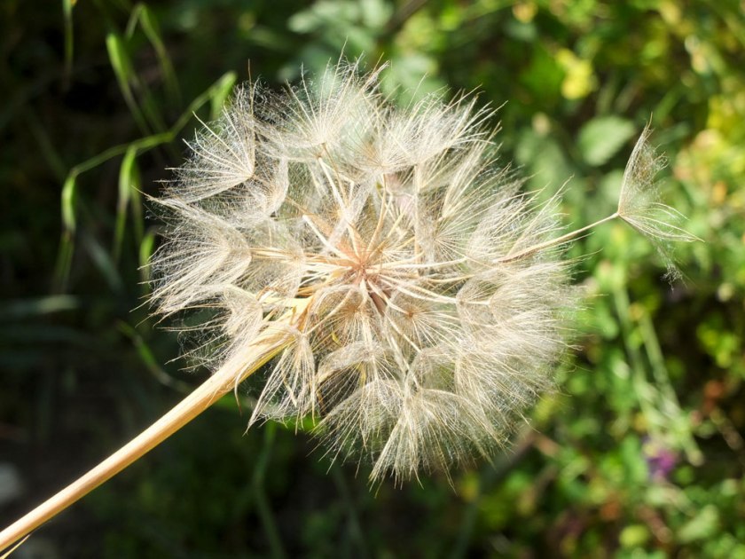 giant dandelion clock