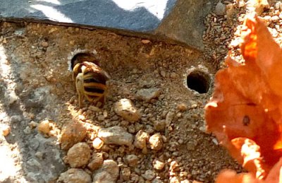 burrowing bee entering her tunnel