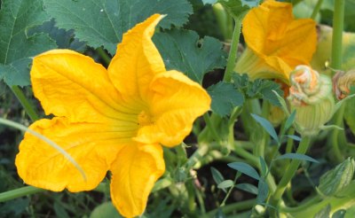 yellow gourd flowers