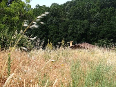 house roof see through overgrown weeds