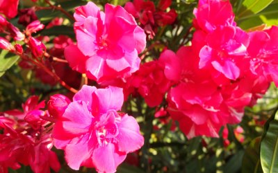 red oleander flowers
