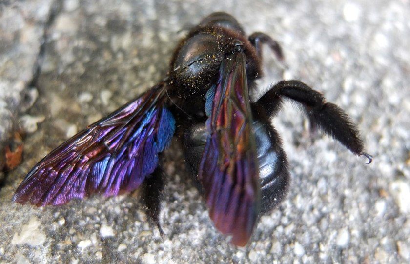 dead carpenter bee