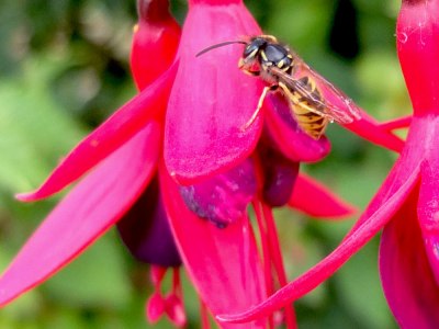 wasp on fuchsia flower