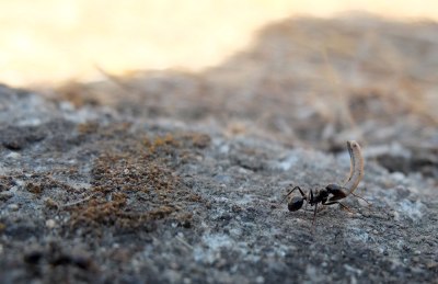 ant carrying seed